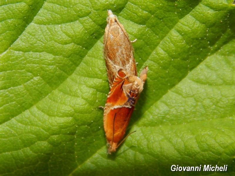 Ancylis obtusana  in accoppiamento,Tortricidae